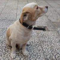 حیوانات خانگی|سگ|کاشان, شهرک انقلاب|دیوار