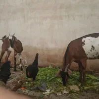 بز سومالی|حیوانات مزرعه|بردخون, |دیوار