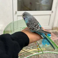 مرغ عشق انگیلیسی|پرنده|یزد, |دیوار