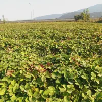 نهال توت فرنگی