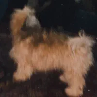 واگذاری رایگان