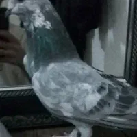 کبوتر|پرنده|کرمانشاه, |دیوار