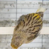 قناری ماده|پرنده|خورموج, |دیوار