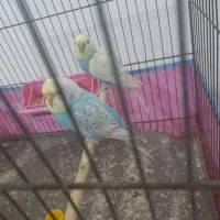 مرغ عشق رینبو مولد صددرصد