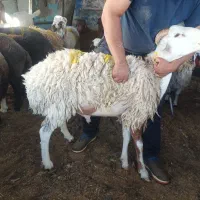 گوسفند زنده مینی سیتی نیاوران ازگل فرمانیه تجریش