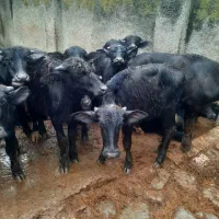 گوساله گاومیش