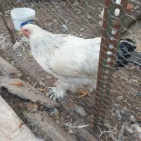 فروش خروس برهما|حیوانات مزرعه|یزد, |دیوار