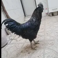 خروس سیاه اندونزی
