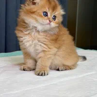 پاستیل خرسی گربه گلد ny از تیپ long hair