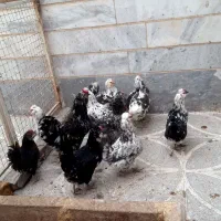 فروش تخم مرغ نطفه دار گلین لری ریشی چهل تاج