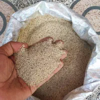 بذر عمده درجه یک
