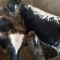 دو عدد گوساله دورگ محلی ماده