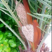 بو (طلع) درخت نخل