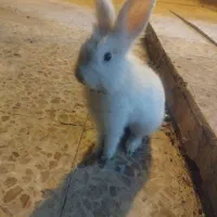 خرگوش