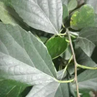 اجاره-ورهن2باب-مغازه-پر-تردد-در-اتوبان-اصلی-مهدیس