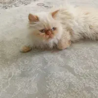 یه جفت گربه پرشین سوپرفلت
