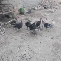 فروش بوقلمون نر و ماده