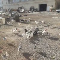 مرغ خروس جوجه گلین|حیوانات مزرعه|نسیمشهر, |دیوار