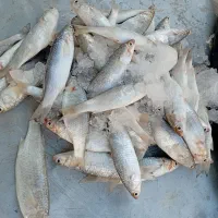 تور ماهیگیری میدی کاروفی جنس تایلندی نو|ماهیگیری|بوشهر, |دیوار