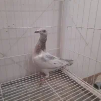 کبوتر کوهی