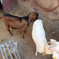 بز سانن و الپاین|حیوانات مزرعه|لواسان, |دیوار