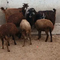 قربانی گوسفند بره دونه ای ۶تومن