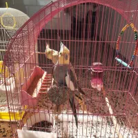 جفت عروس هلندی مست ودستی|پرنده|کارون, |دیوار