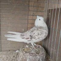 کبوتر|پرنده|قرچک, زیبا شهر|دیوار