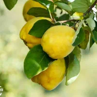 شروع پیشفروش نهال به شاهرودی شناسه دار|خدمات باغبانی و درختکاری|ماسال, |دیوار