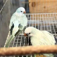 جفت راهب و گرینچیک مشکدار|پرنده|رشت, منظریه|دیوار