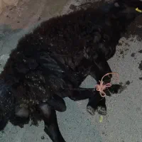 قصاب|خدمات پیشه و مهارت|گرگان, |دیوار