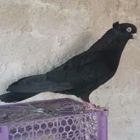 زاغ آبادانی|پرنده|اصفهان, گورتان|دیوار