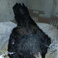 مرغکرچ|حیوانات مزرعه|کلاشی, |دیوار