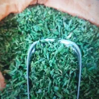 نعنا برگ درجه یک