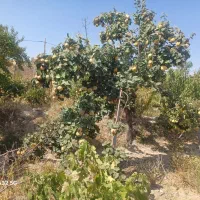 فروش باغ|فروش زمین و ملک کلنگی|گاریزات, |دیوار