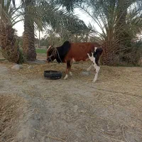 گاو نر دو ساله|حیوانات مزرعه|قصرقند, |دیوار