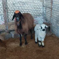 میش افشاری(قشی)با بره نر