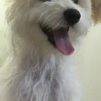 واگذاری رایگان پودل مالتیز|سگ|تهران, تهرانسر مرکزی|دیوار