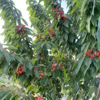 فروش زمین باغی  با تمام مدارک ثبتی و مجوزها