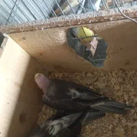 جفت راهب لوتینو جوان حلقه پا چهل وپنج میلیون|پرنده|لاهیجان, گلستان|دیوار