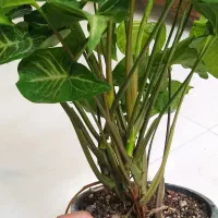 گل آگلونما، زاموفیلیا ، خاک و کود مخصوص رشد|گل و گیاه طبیعی|یزد, |دیوار