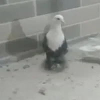 رنگی کفتر کلسفید