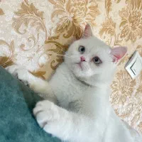 واگذاری گربه پرشین