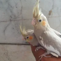 جوجه عروس هلندی نرمه خور