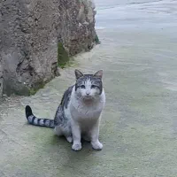 گربه گمشده