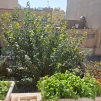 پلاک-2کله-باغ-دریاچه