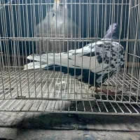 کبوتر رنگی کفتر بوم