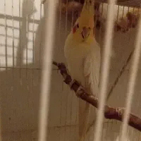 عروس|پرنده|مشهد, قائم|دیوار