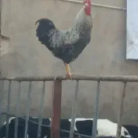 دو عدد خروس جوان و بزرگ و چاق