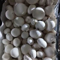 قار چ۱۰ تومن زیر تابلو بصورت عمده|خوردنی و آشامیدنی|کوهسار (البرز), |دیوار